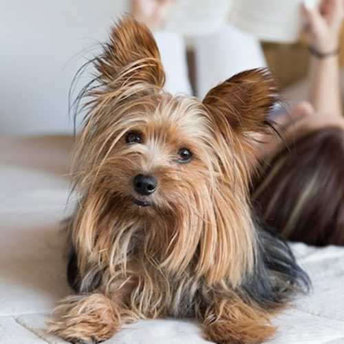 У собаки сломался зуб