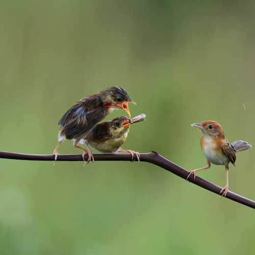 Статья Если вы нашли птенца. Что делать?