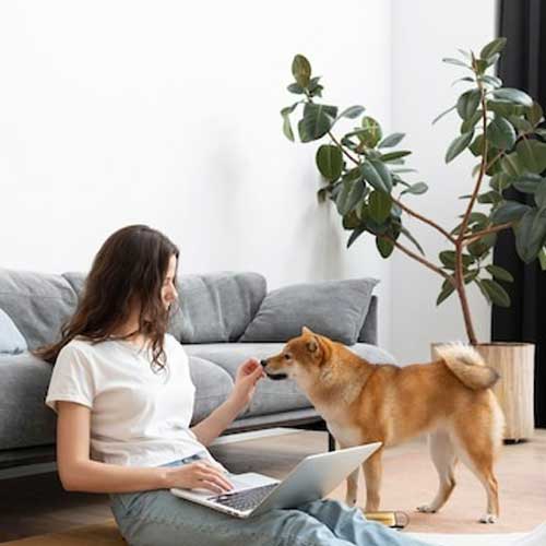 Статья Как отопление влияет на собак