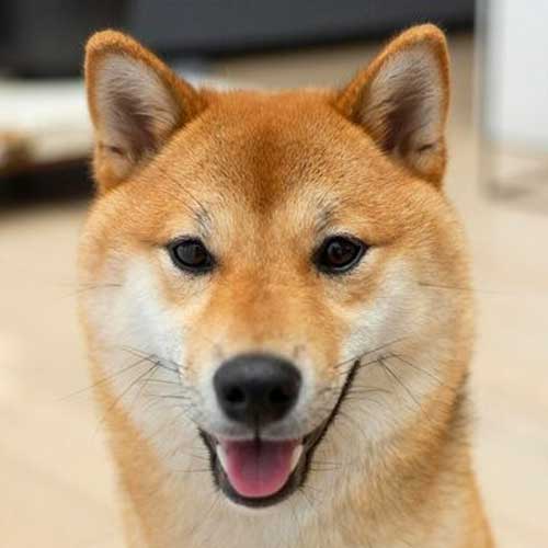 Как отопление влияет на собак