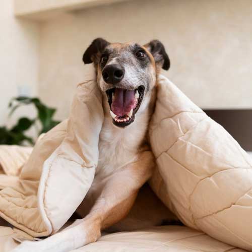 Статья Как собаки понимают время