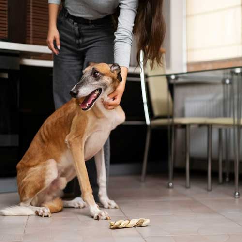 Как собаки понимают время