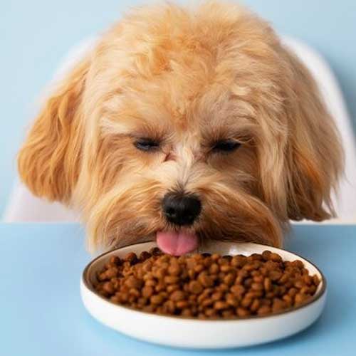 Статья Как повысить аппетит у собаки