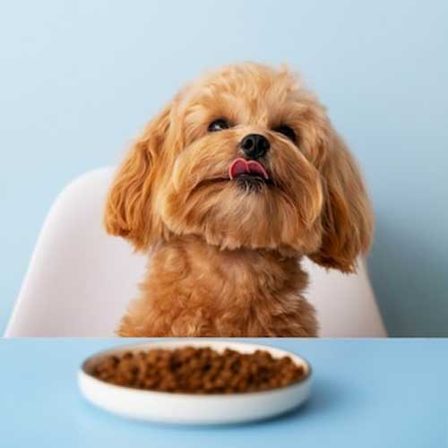 Как повысить аппетит у собаки