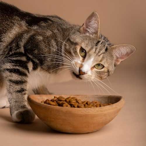 kak-povyisit-appetit-u-koshki