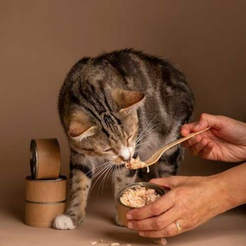 kak-povyisit-appetit-u-koshki