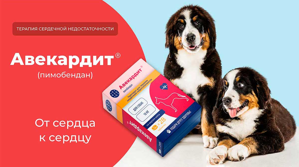 avekardit-5mg-dlya-srednix-sobak-28-tabletok-korobka