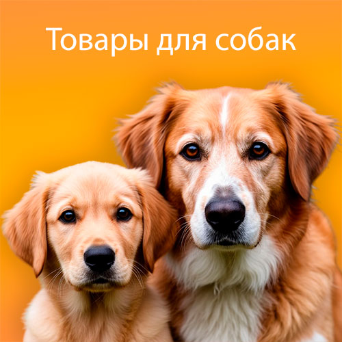 Собаки