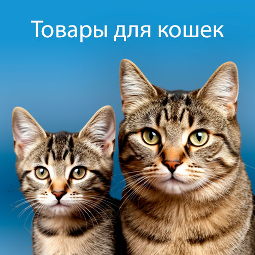 Кошки