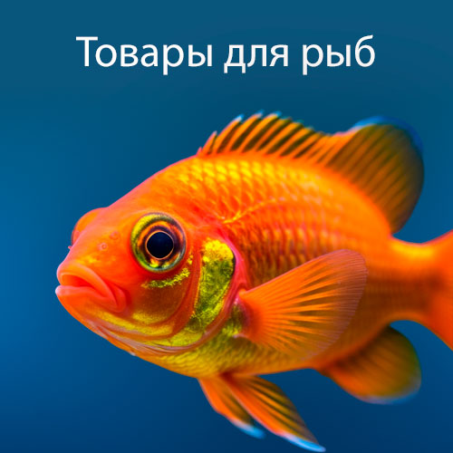 Рыбы