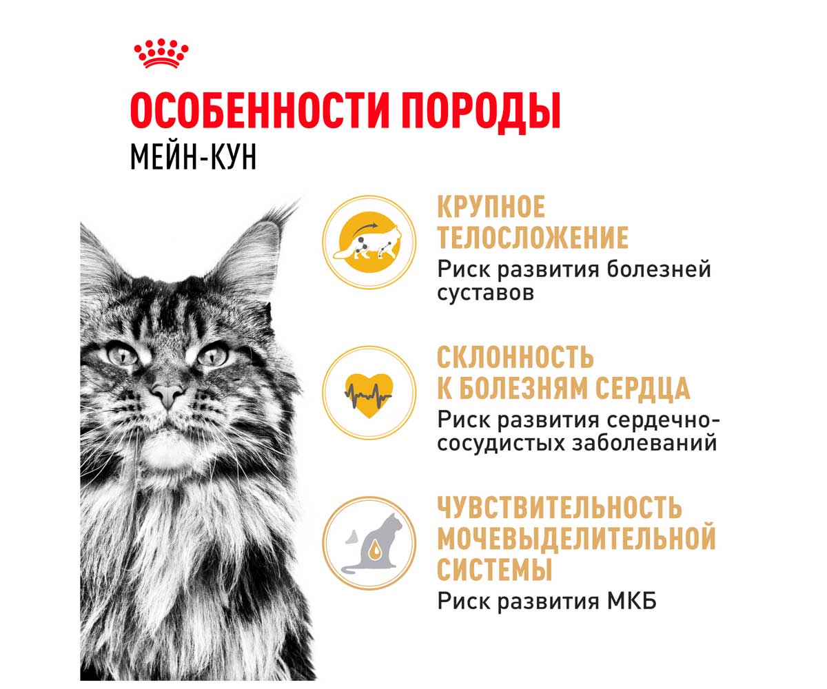 Сухой Корм Royal Canin (Роял Канин) Для Кошек Крупных Пород Мейн-Кун Feline Breed Nutrition Maine Coon 31 2кг