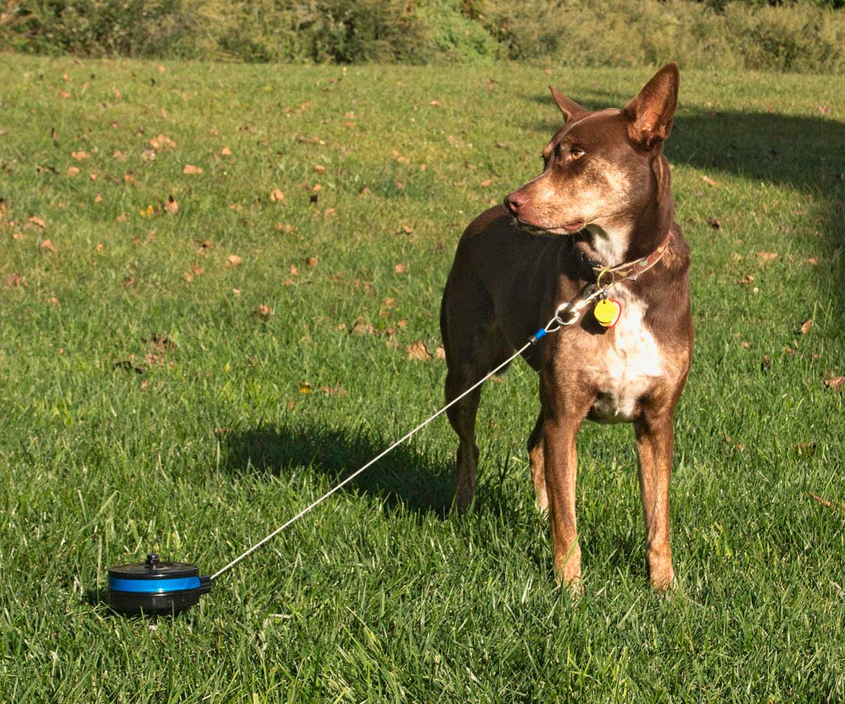 Рулетка Для Собак Мелких и Средних Пород Lixit (Ликсит) с Креплением в Грунт От 11,4 До 36,3кг 6,1м Металлический Трос 8401