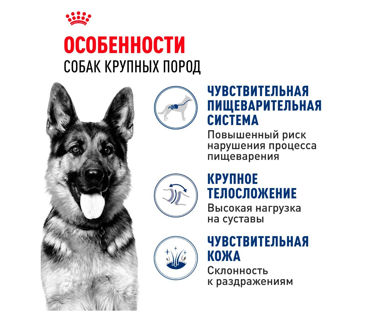 Сухой Корм Royal Canin (Роял Канин) Для Собак Крупных Пород Size Health Nutrition Maxi Adult 3кг