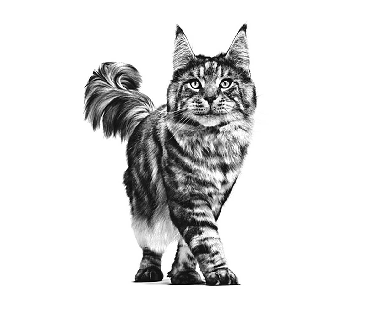 Лечебный Влажный Корм Royal Canin (Роял Канин) Для Кошек При Нарушении Пищеварения Veterinary Feline Gastrointestinal 85г (1*12)
