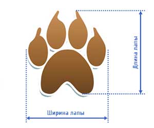 обувь для собак, мерки, длина лапы, ширина лапы